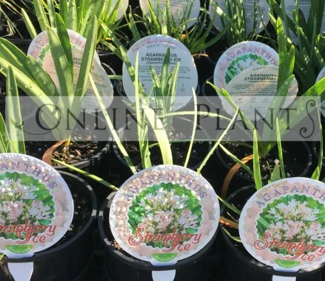 Agapanthus Strawberry Ice: A Soft Pink Agapanthus Perfect for Australian Gardens
